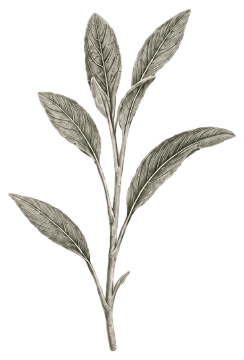 Illustration botanique de sauge