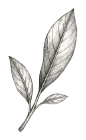 Illustration botanique de sauge