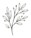 Illustration botanique de sauge