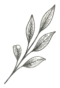Illustration botanique de sauge