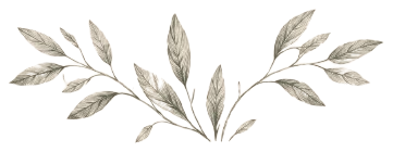 Illustration botanique de sauge