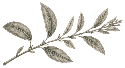 Illustration botanique de sauge
