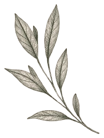 Illustration botanique de sauge